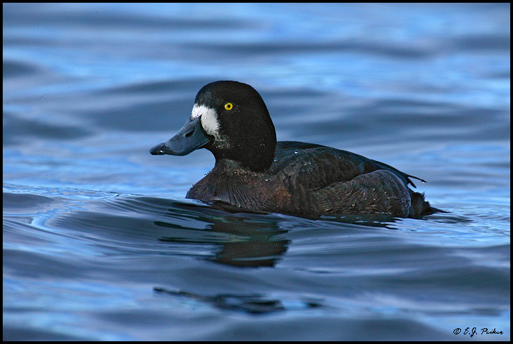 Greater Scaup, Vancouver, BC