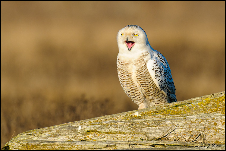 Snowy Owl, Boundary Bay, BC