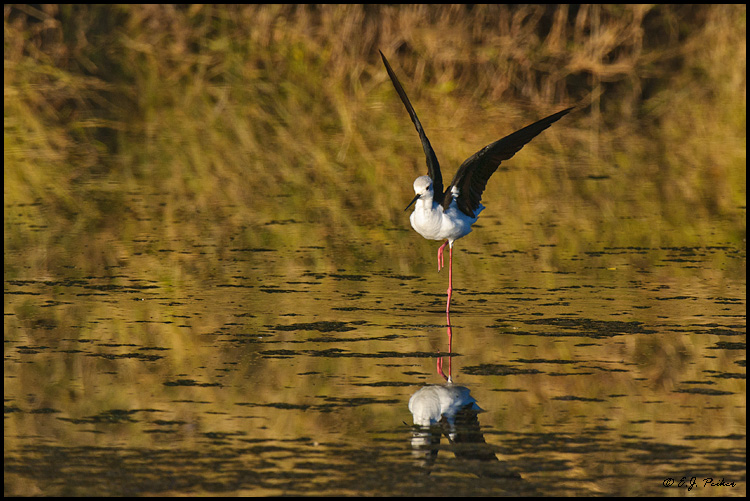 Black-winged Stilt, Botswana