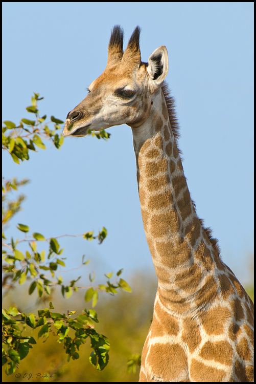 Southern Giraffe, Botswana