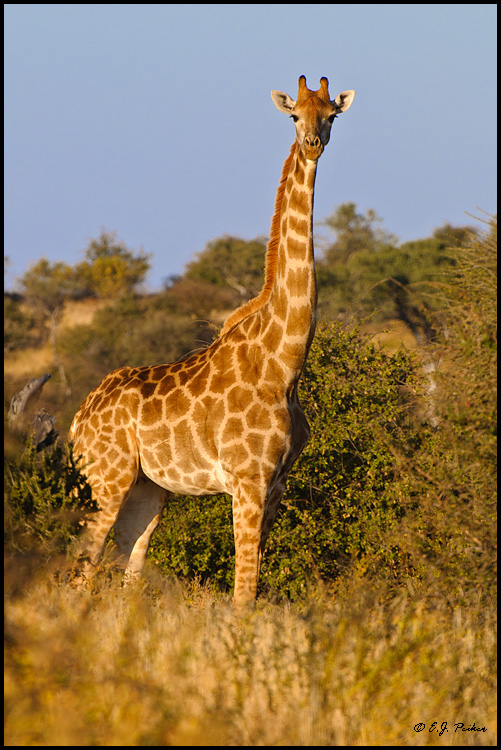 Southern Giraffe, Botswana