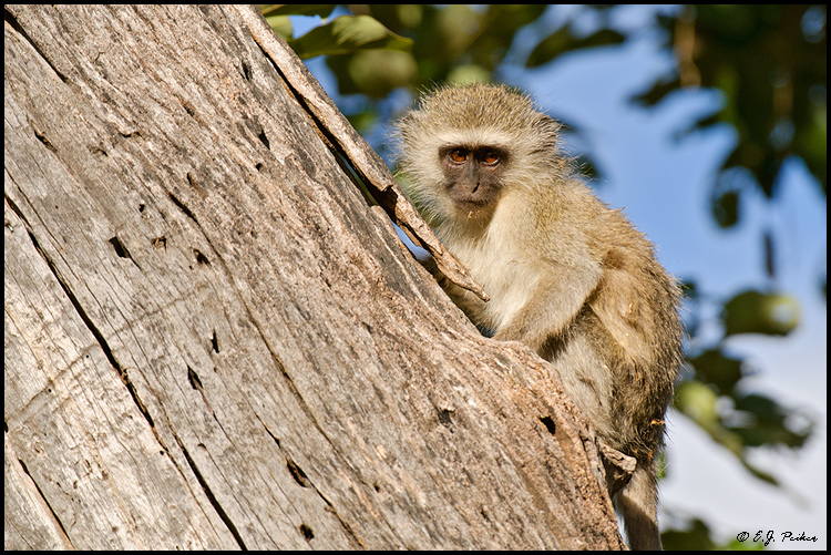 Vervet Monkey, Botswana