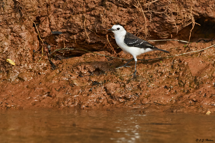 Black-backed Water Tyrant, Pantanal, Brazil