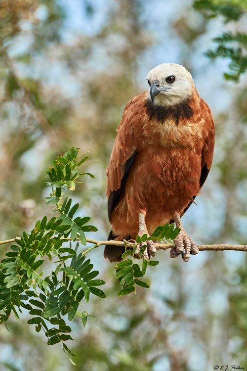 Black-collared Hawk, Pantanal, Brazil