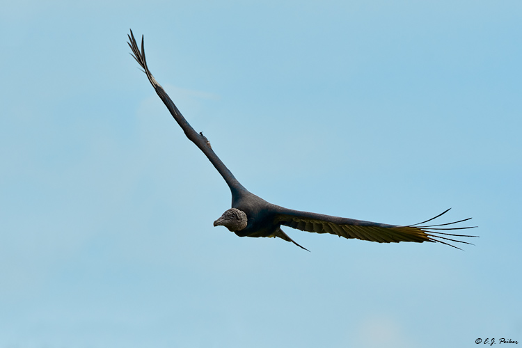 Black Vulture, Pantanal, Brazil