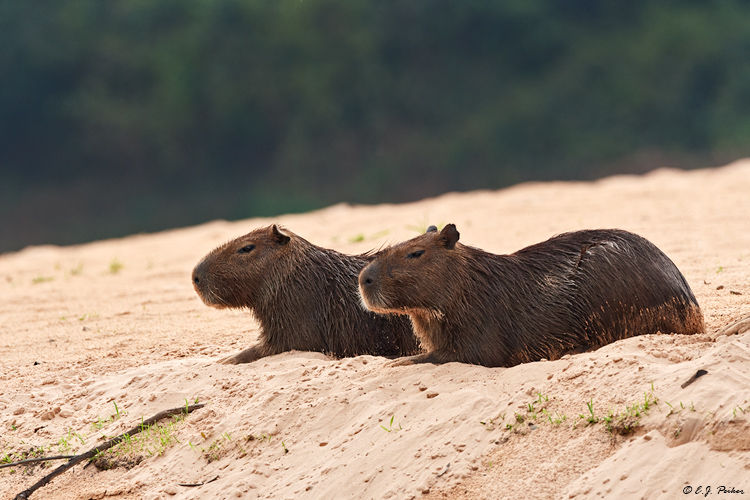Capybara, Pantanal, Brazil