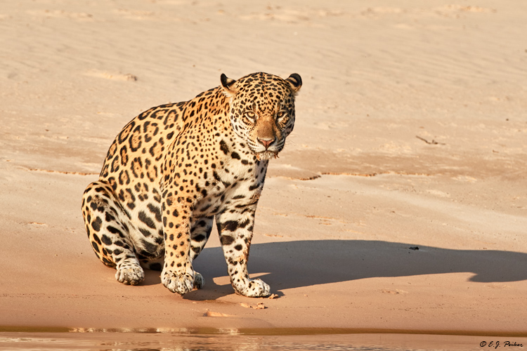 Jaguar, Pantanal, Brazil