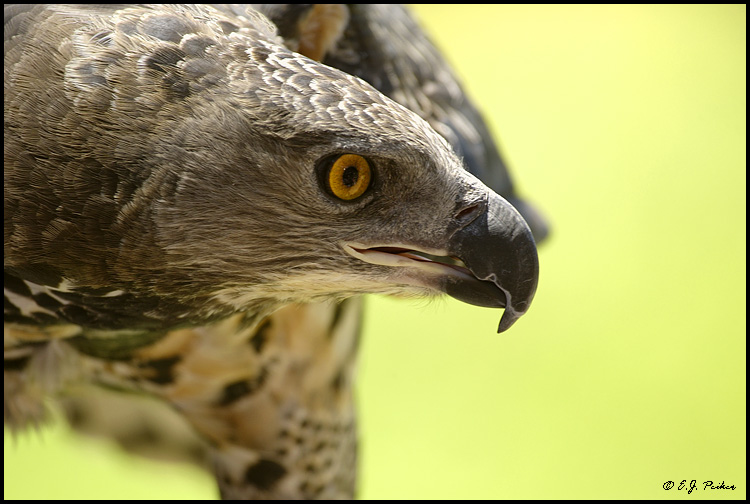 African Crowned Eagle, Escondido, CA (captive)