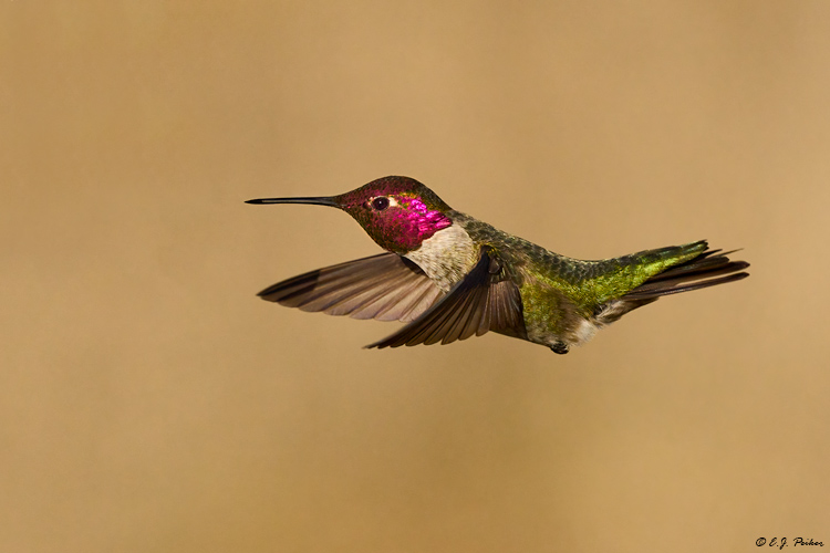 Anna's Hummingbird, Santa Ynez, CA