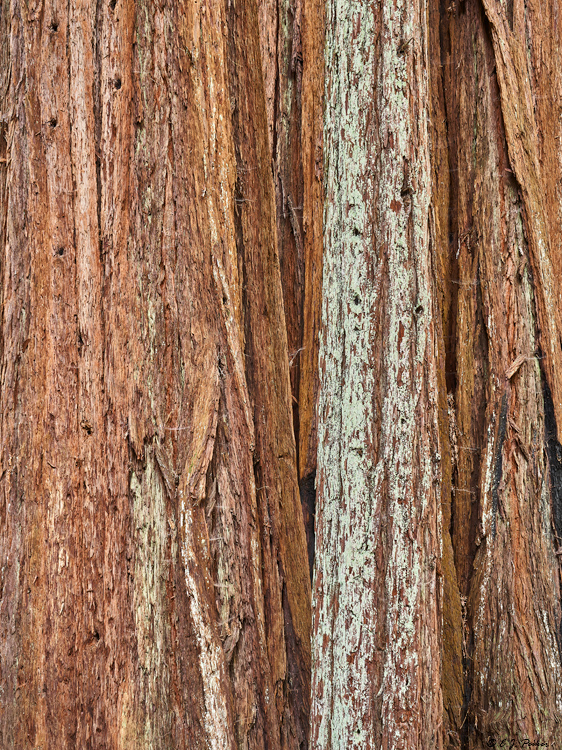Big Basin Redwoods State Park, CA