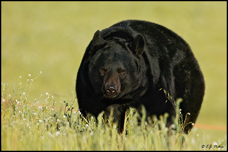 Black Bear, Mariposa, CA