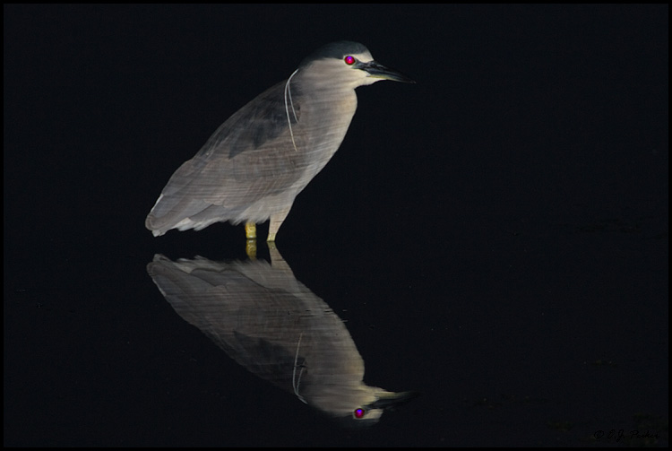 Black-crowned Night Heron, Huntington Beach, CA