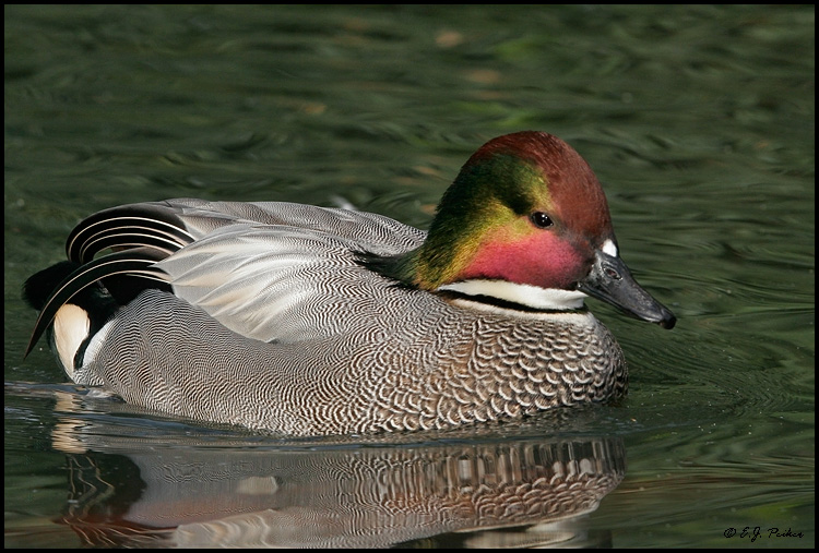 Falcated Duck,San Diego, CA