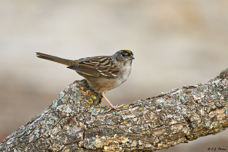 Golden-crowned Sparrow, Santa Ynez, CA