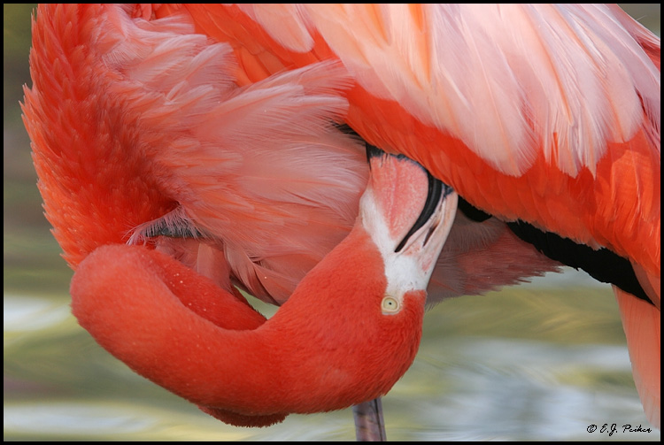 Greater Flamingo, San Diego, CA