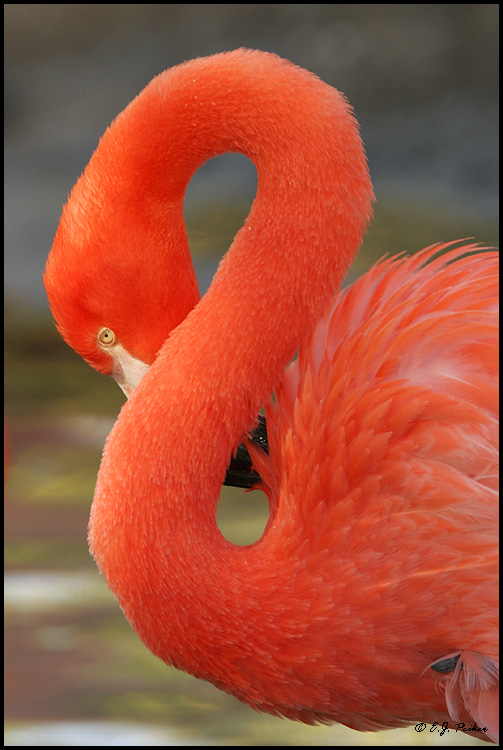 Greater Flamingo, San Diego, CA