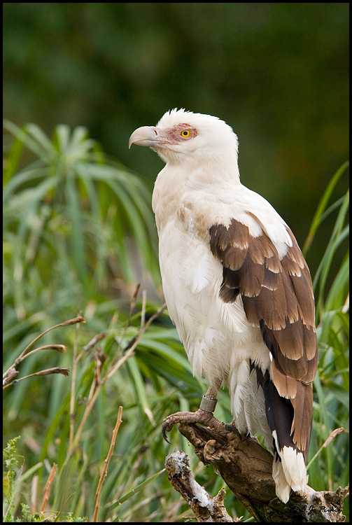 Palm Vulture