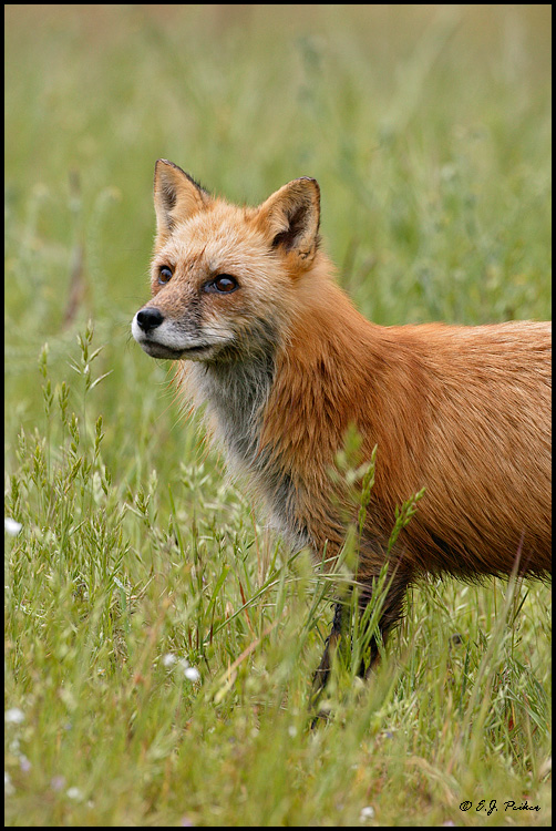 Red Fox, Mariposa, CA
