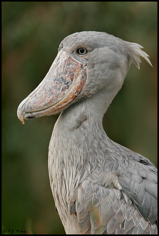Shoe-billed Stork, Escondido, CA