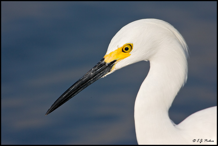 Snowy Egret, Huntington Beach, CA