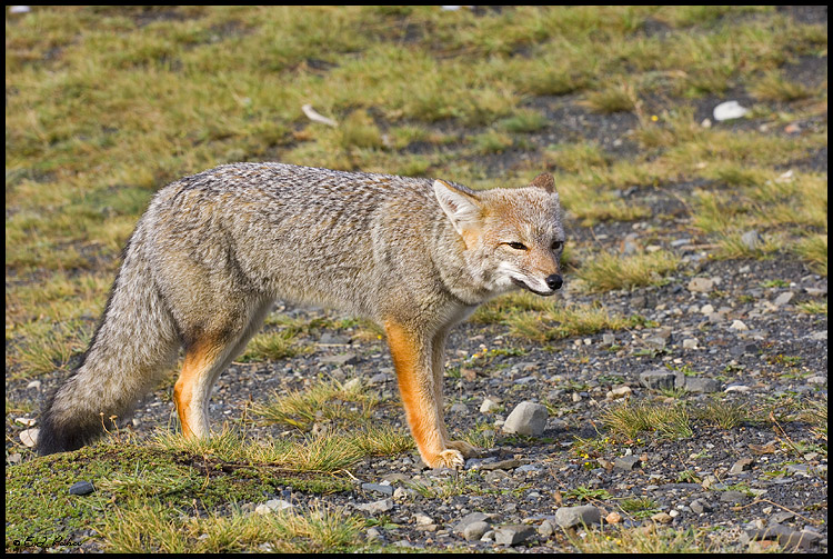 Patagonian Fox