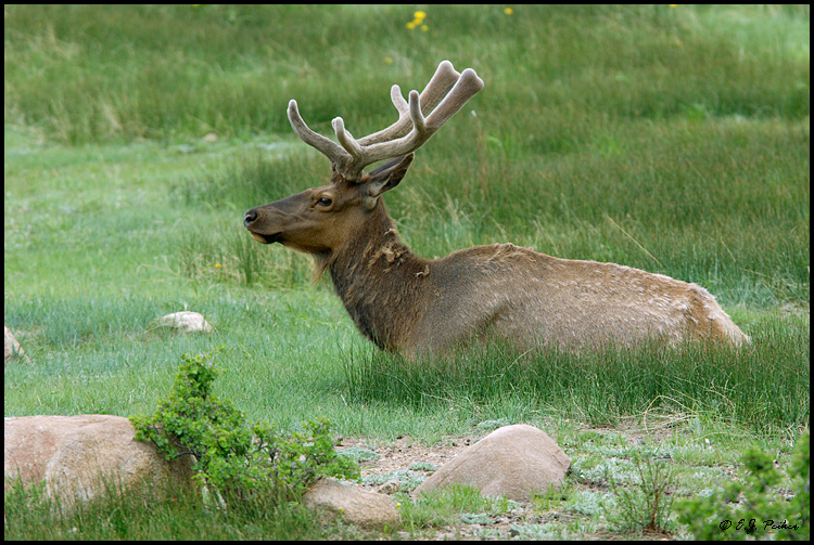 Elk, Rocky Mountain NP, CO