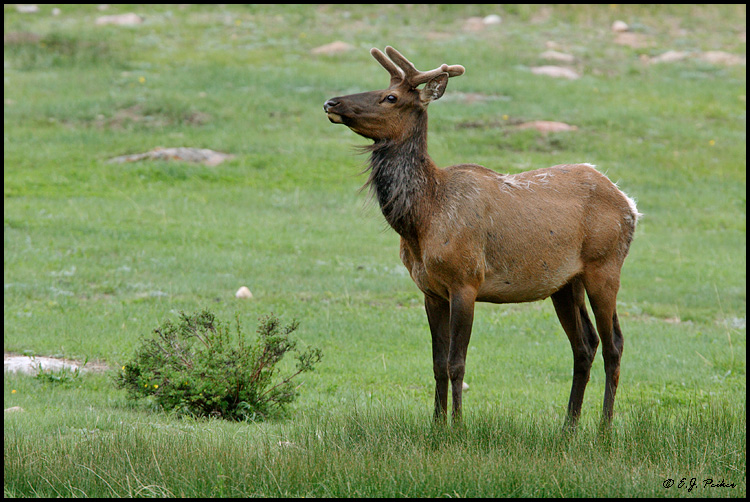 Elk, Rocky Mountain NP, CO