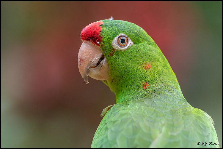 Crimson-fronted Parakeet, Costa Rica
