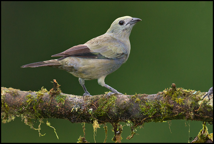 Palm Tanager, Costa Rica