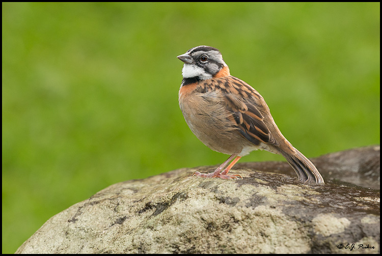 Rufous-collared Sparrow, Costa Rica