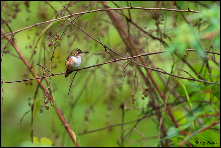 Scintillant Hummingbird, Costa Rica