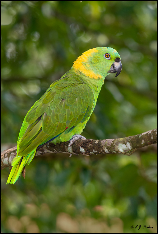 Yellow-naped Parrot, Costa Rica