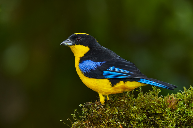 Black-winged Mountain-Tanager, Ecuador