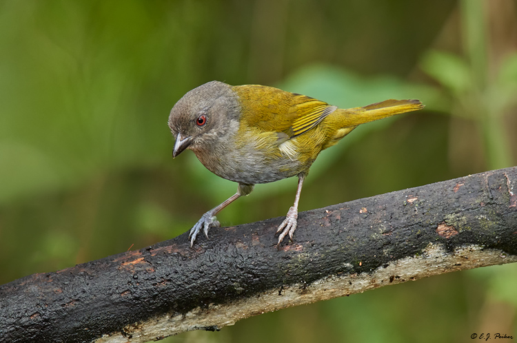 Dusky Bush-Tanager, Ecuador