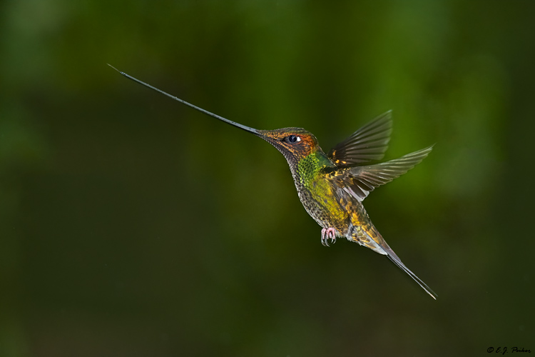 Sword-billed Hummingbird, Ecuador