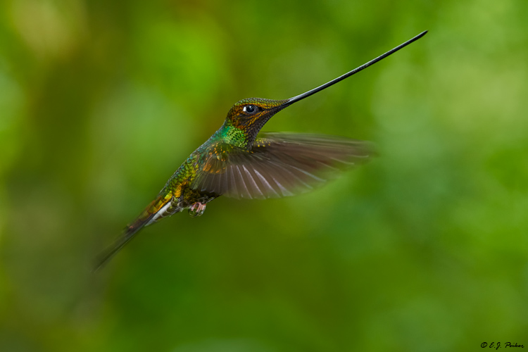 Sword-billed Hummingbird, Ecuador