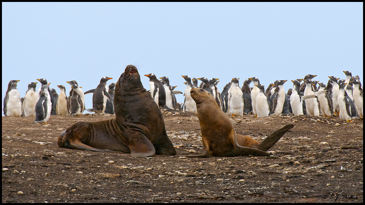 South American Sea Lion, Falkland Islands
