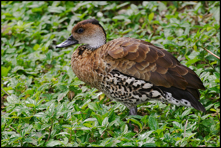 West Indian Whistling Duck, Miami, FL