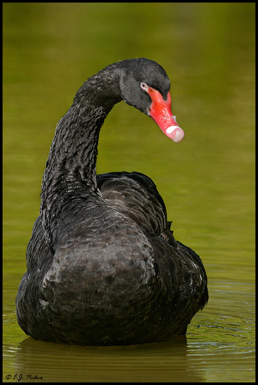 Black Swan, Miami, FL