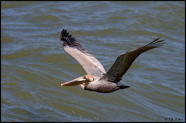 Brown Pelican, Ft Myers, FL