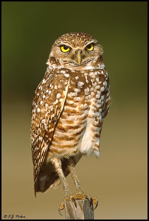 Burrowing Owl, Cape Coral, FL