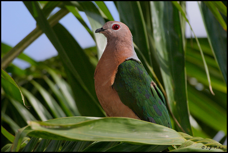 Emerald Dove, Miami, FL
