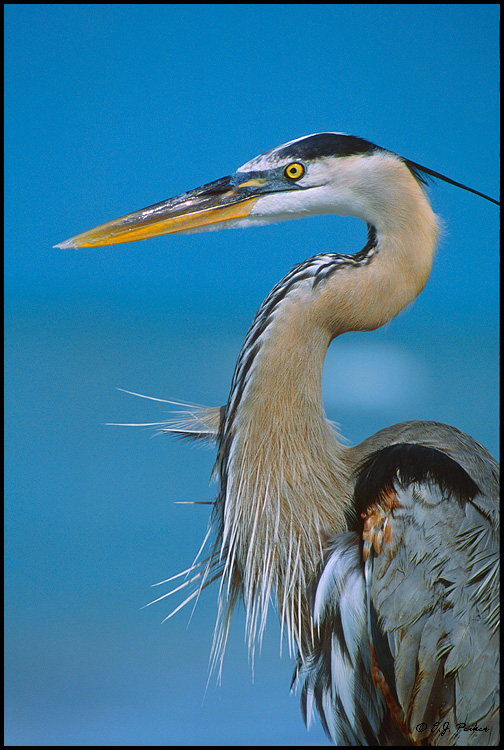 Great Blue Heron, Sanibel, FL