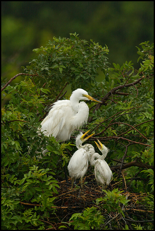 Great Egret Nest