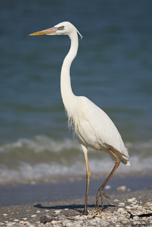 Great White Heron Page