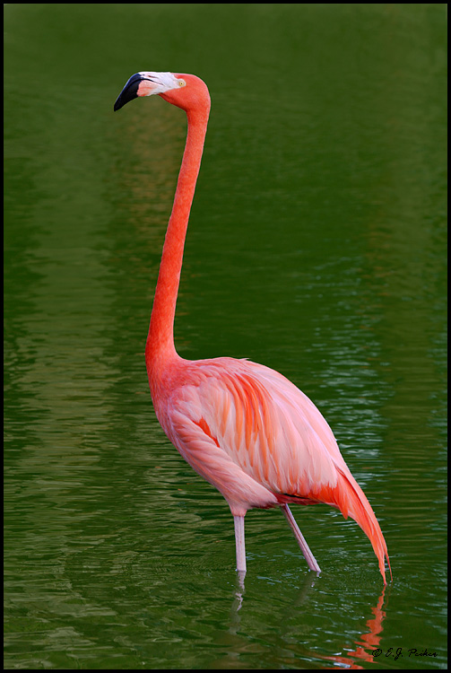 Greater Flamingo, Miami, FL