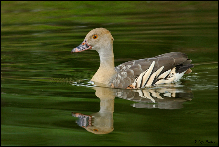 Plumed Whistling Duck, Miami, FL