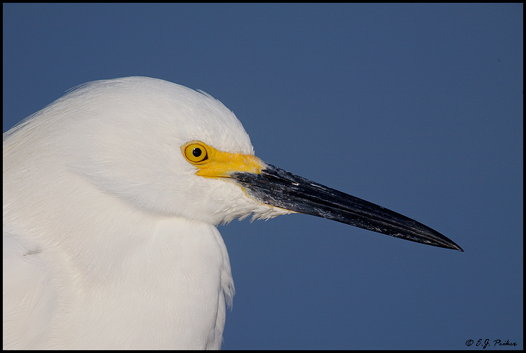 Snowy Egret, Ft. Myers Beach, FL