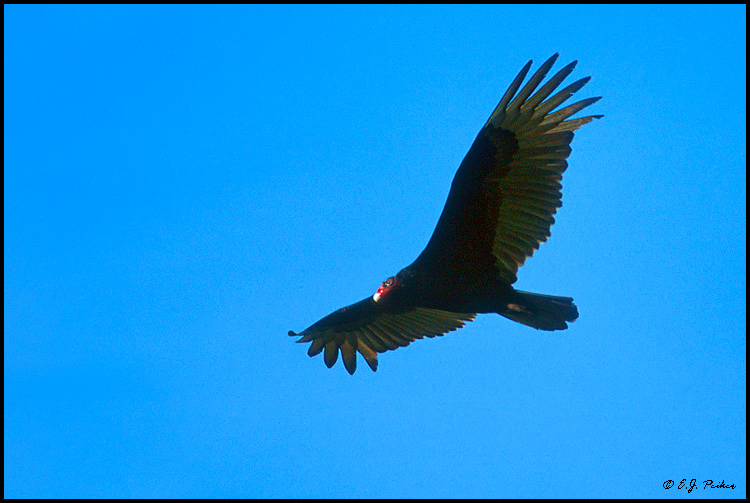 Turkey Vulture, Captiva Island, FL