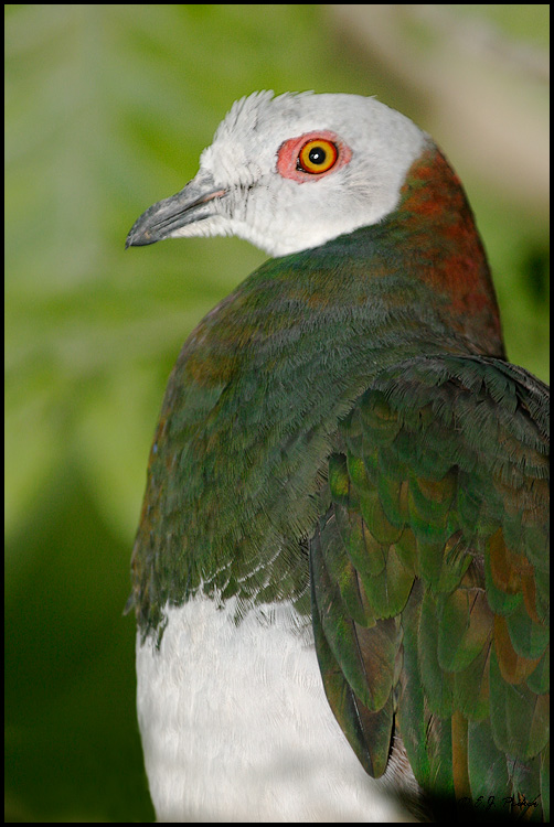 White-bellied Imperial Pigeon, Miami, FL